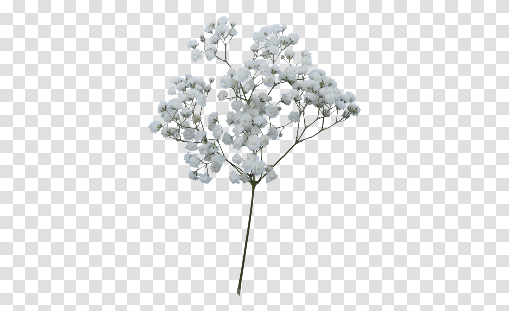 Free Artificial Flower, Plant, Blossom, Apiaceae, Cross Transparent Png