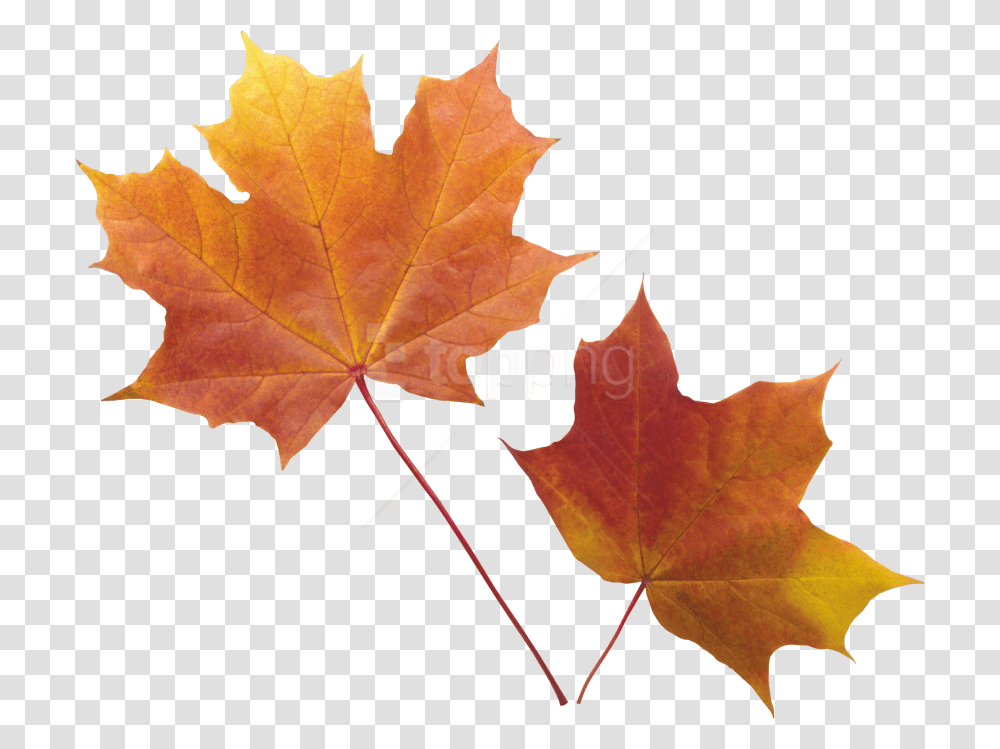 Free Autumn Leaf Images Real Autumn Leaves Background, Plant, Tree, Maple, Maple Leaf Transparent Png