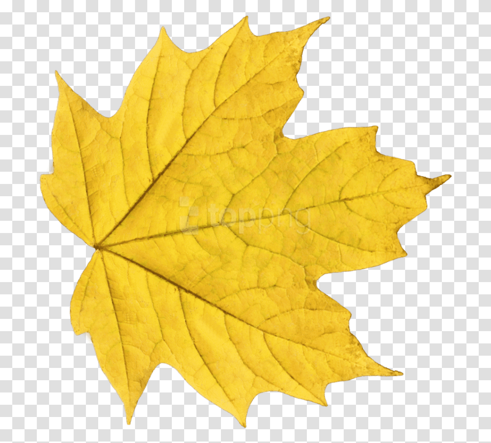 Free Autumn Leaves Clipart Photo Yellow Leaf, Plant, Tree, Maple Leaf Transparent Png