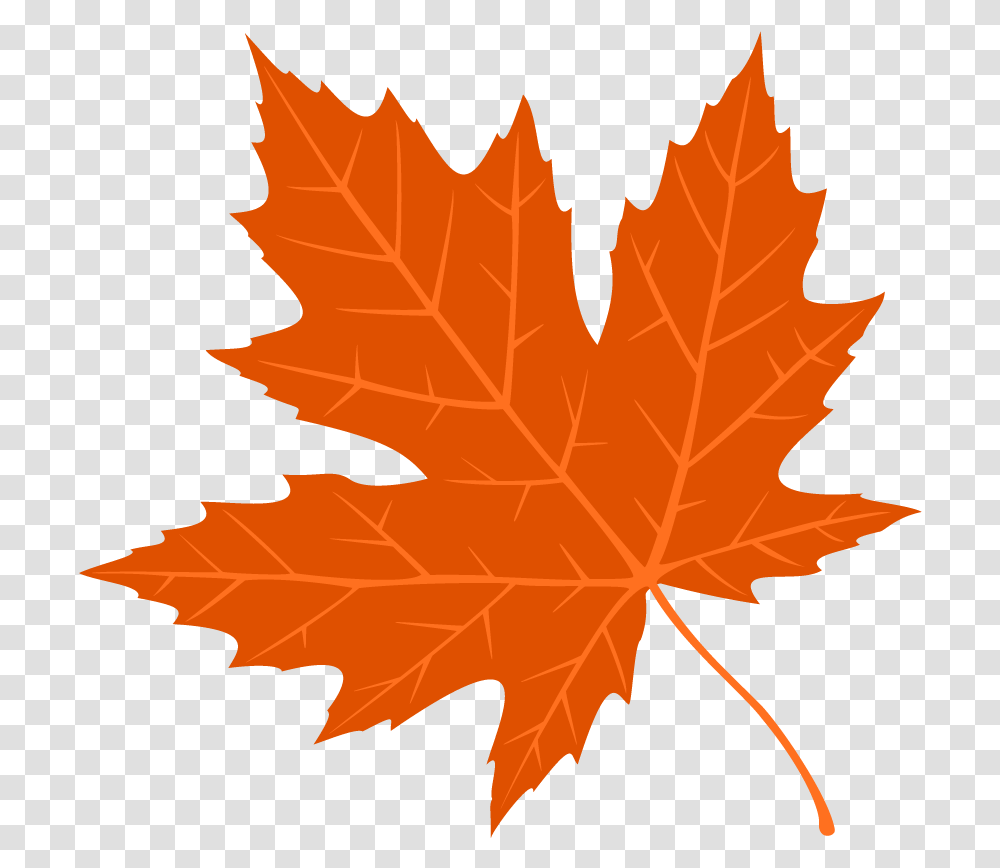 Free Autumn Leaves Fall Leave, Leaf, Plant, Tree, Maple Transparent Png