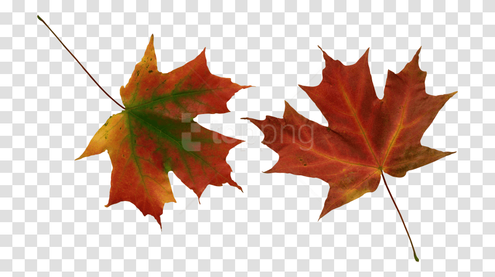 Free Autumn Leaves Images Hoja Seca De, Leaf, Plant, Tree, Maple Transparent Png