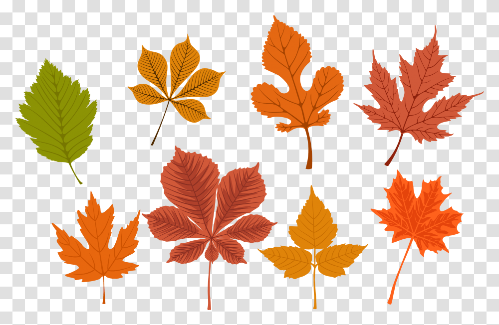 Free Autumn Leaves Konfest, Leaf, Plant, Tree, Maple Leaf Transparent Png