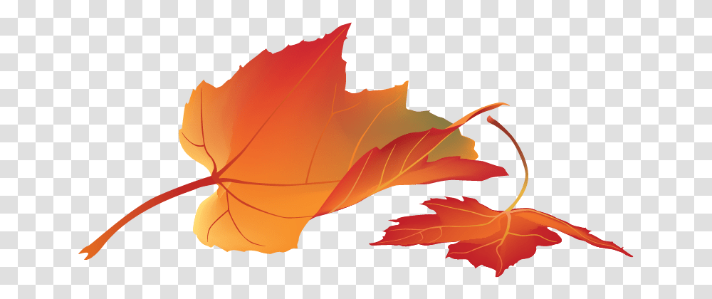 Free Autumn Leaves Konfest Maple Leaf, Plant, Tree, Person, Human Transparent Png