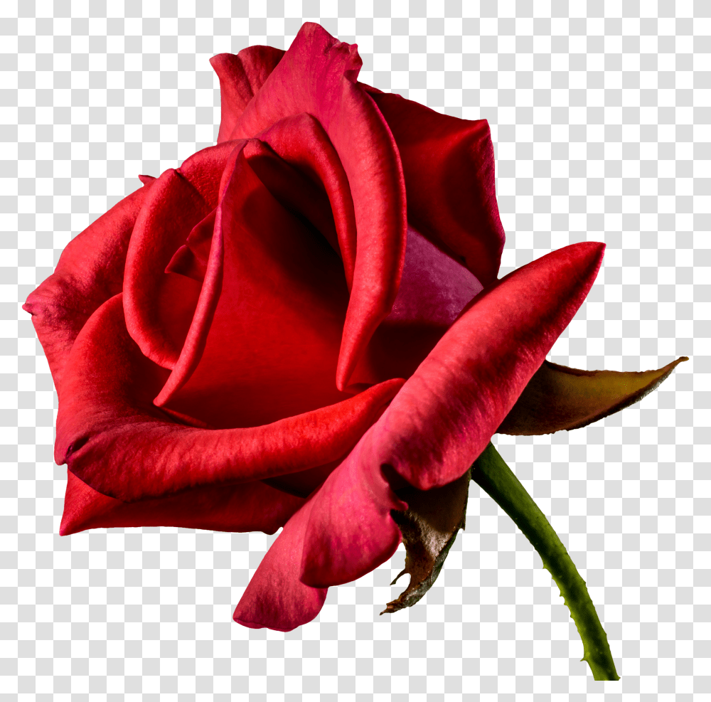 Free Beautiful Red Rose From Side Image, Flower, Plant, Blossom, Petal Transparent Png