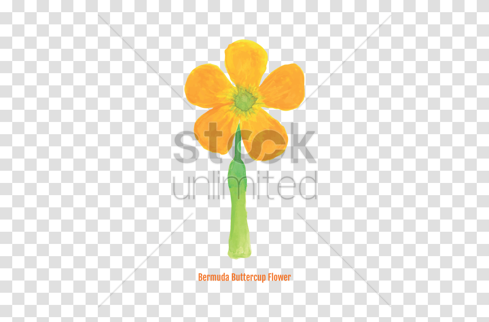 Free Bermuda Buttercup Flower Vector Image, Plant, Petal, Hibiscus, Anther Transparent Png