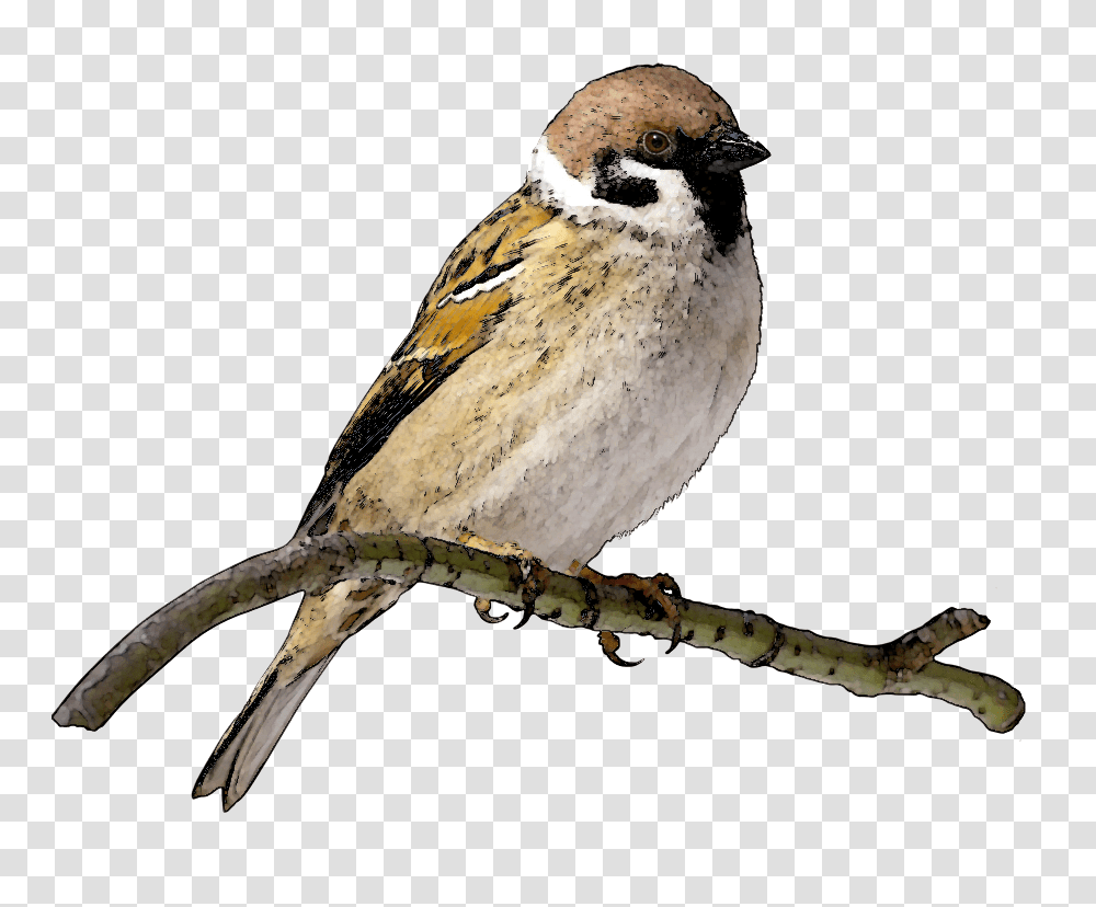 Free Bird Clip Art, Animal, Finch, Sparrow, Canary Transparent Png