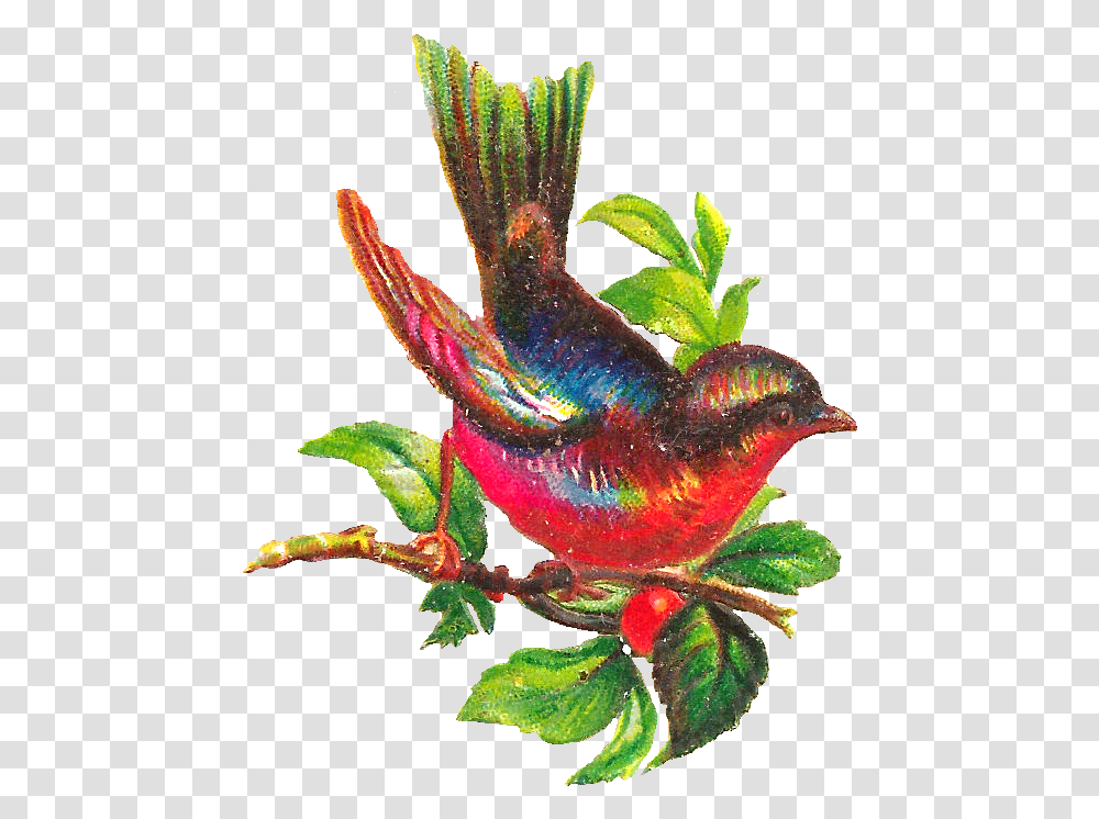 Free Bird Clip Art Beautiful Bird Clipart Colorful, Animal, Hummingbird, Photography, Beak Transparent Png