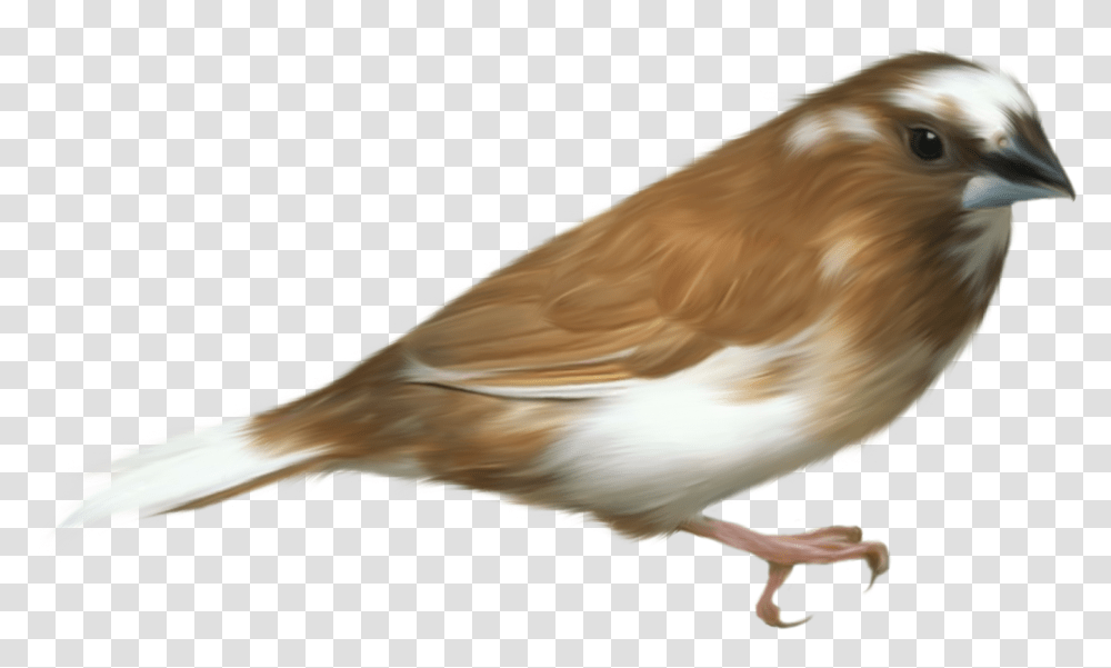 Free Bird Download Bird, Animal, Sparrow, Finch, Anthus Transparent Png