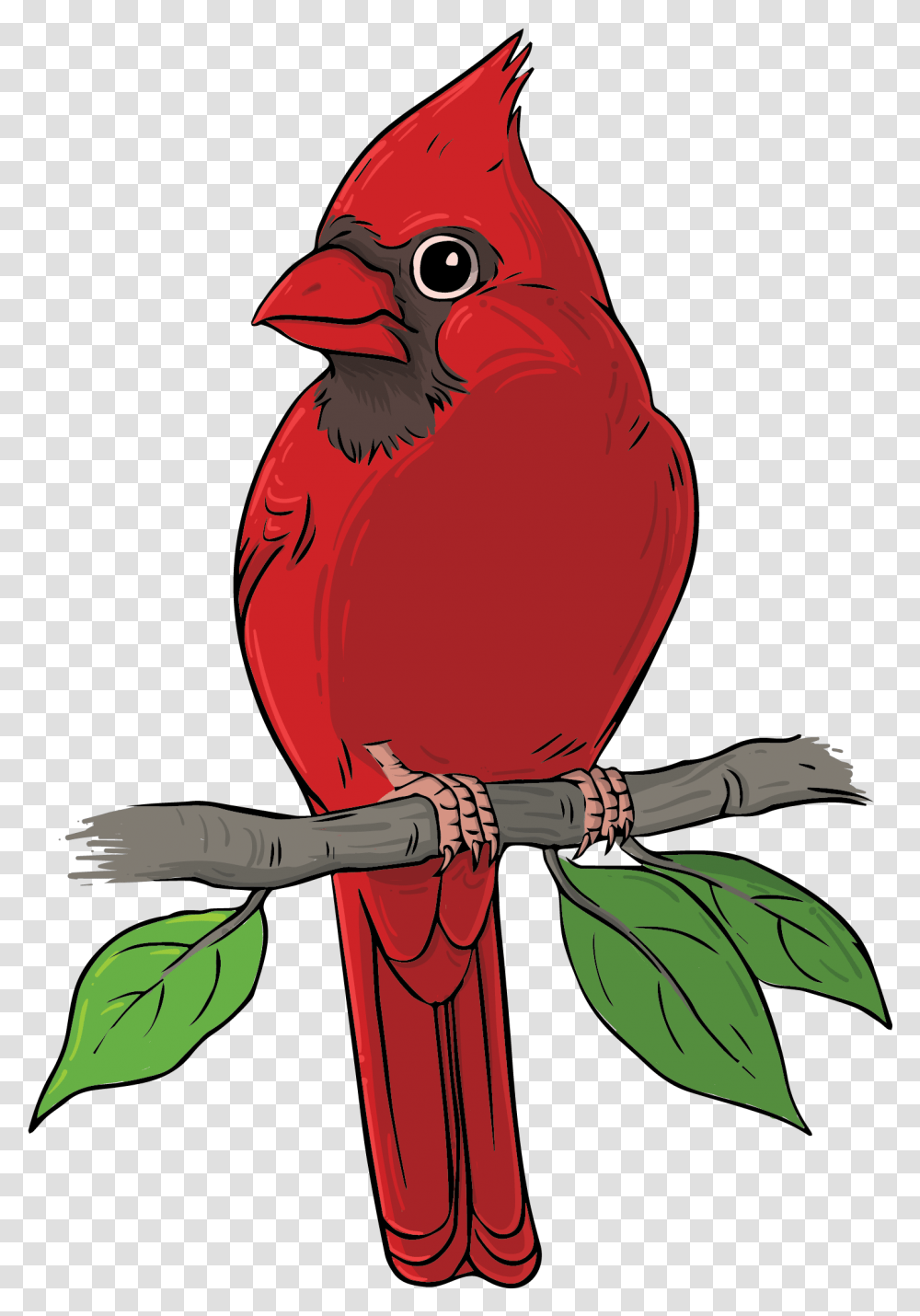 Free Bird Konfest, Cardinal, Animal Transparent Png