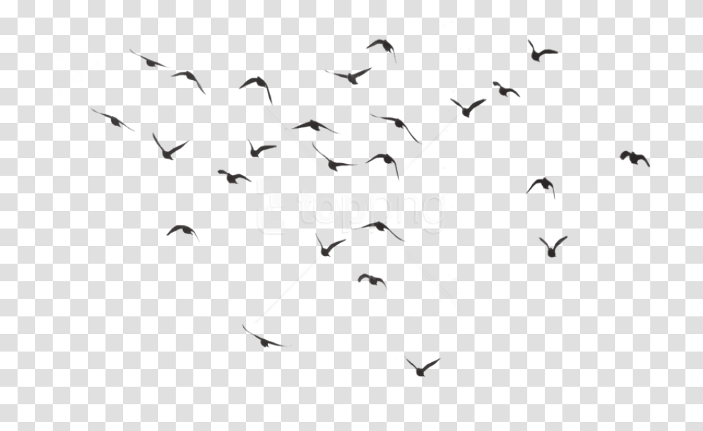 Free Bird Silhouette Group Images Birds, Animal, Flock, Diagram Transparent Png