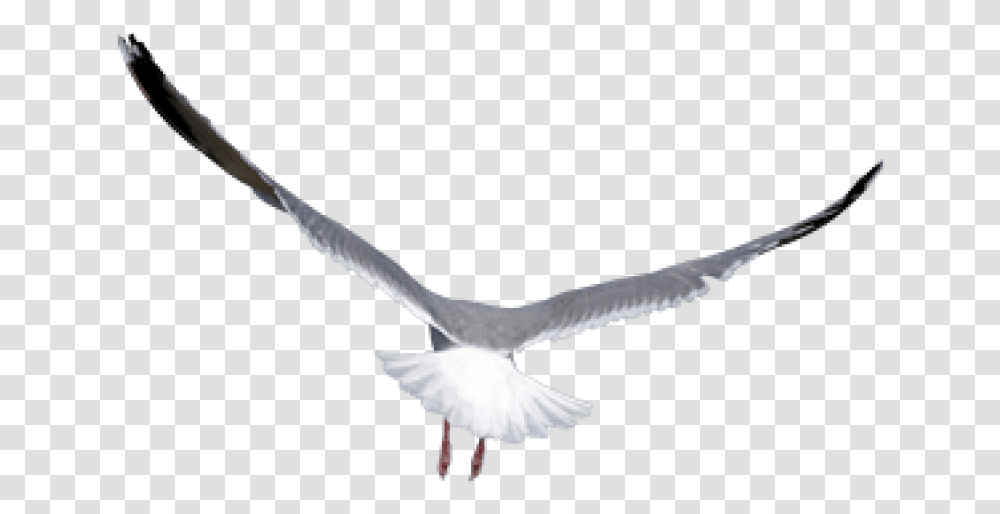 Free Birds Images Mouette, Flying, Animal, Waterfowl, Seagull Transparent Png
