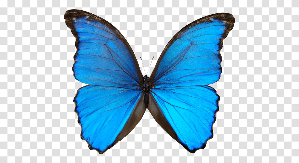 Free Blue Butterfly Morpho Butterfly, Insect, Invertebrate, Animal, Monarch Transparent Png