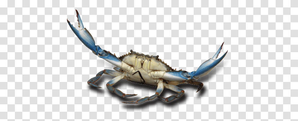 Free Blue Crab With Background, Seafood, Sea Life, Animal, King Crab Transparent Png