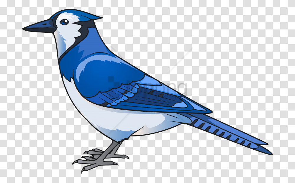Free Blue Jay Image With Blue Jay Bird Clipart, Animal, Airplane, Aircraft, Vehicle Transparent Png
