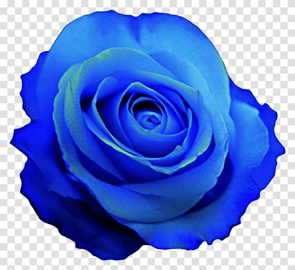 Free Blue Rose Wallpaper Posted By Michelle Cunningham Blue Rose Clip Art, Flower, Plant, Blossom, Petal Transparent Png