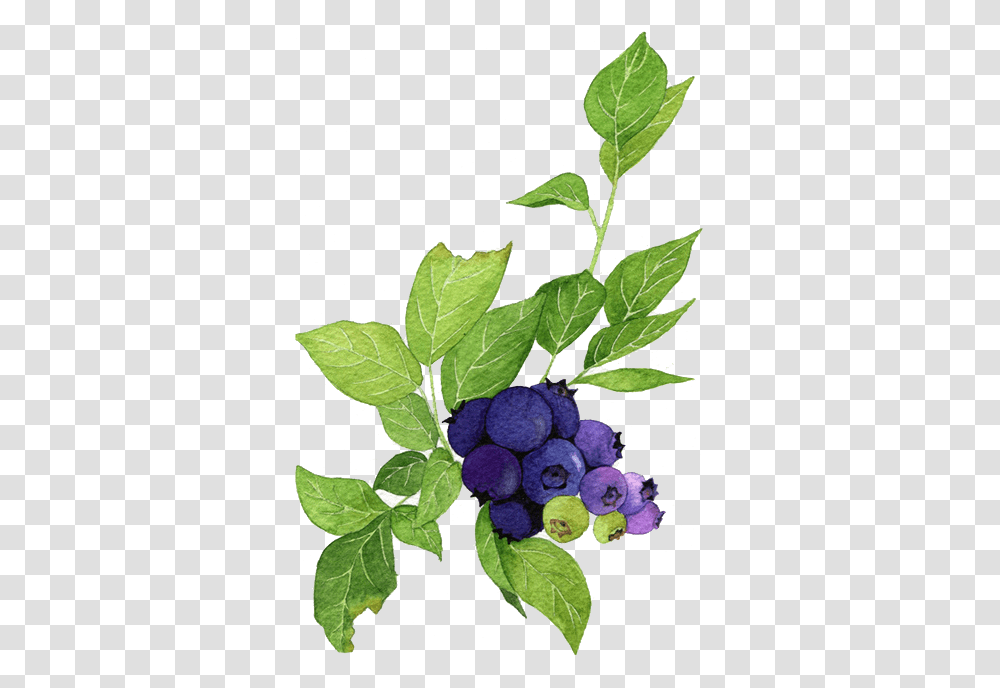 Free Blueberries Konfest, Plant, Fruit, Food, Blueberry Transparent Png