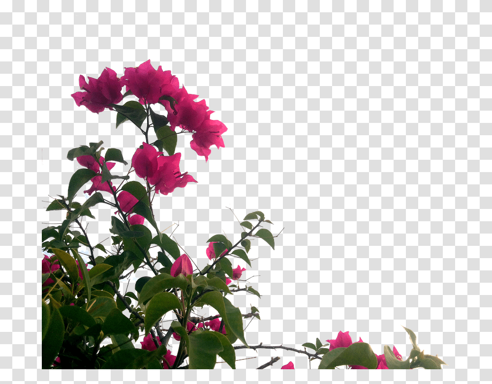 Free Bougainvillea Flowers Buganvillas, Plant, Geranium, Petal, Rose Transparent Png