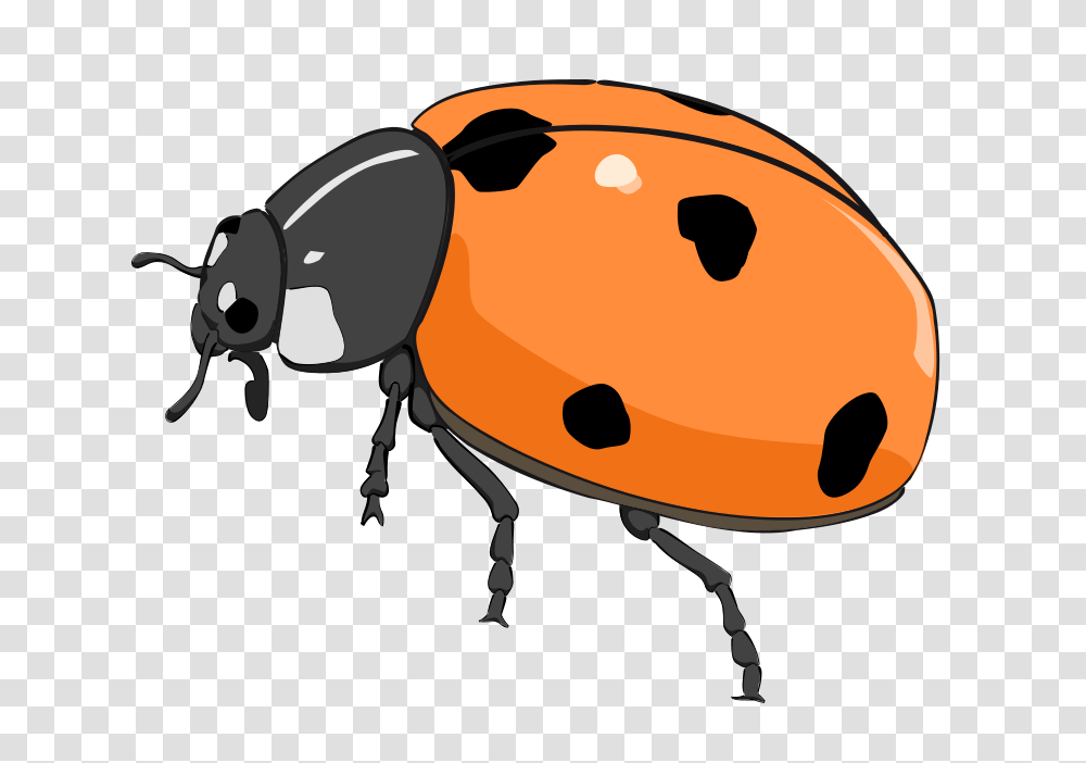 Free Bug Clip Art, Insect, Invertebrate, Animal, Helmet Transparent Png