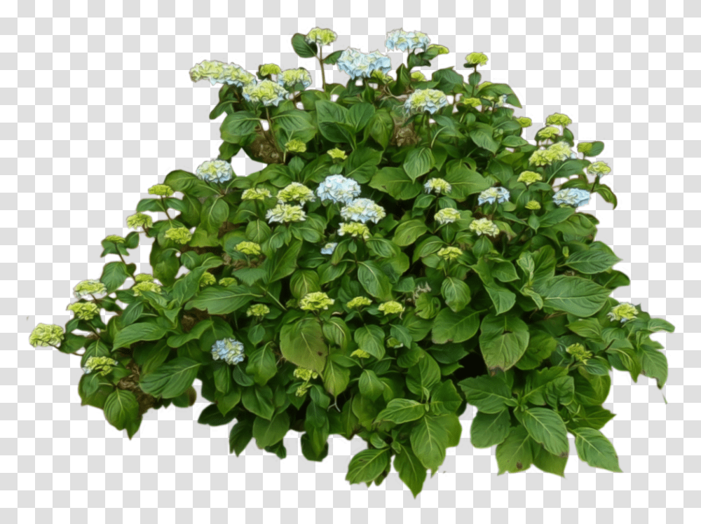 Free Bush Download Shrub Background, Plant, Acanthaceae, Flower, Vegetation Transparent Png