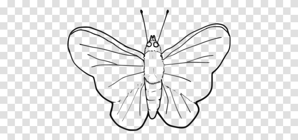 Free Butterfly, Bow, Animal, Insect, Invertebrate Transparent Png