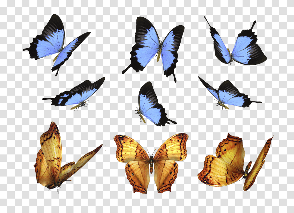 Free Butterfly Photo Overlays Photography Overlays For Photoshop Transparent Png