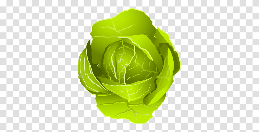 Free Cabbage Konfest, Plant, Head Cabbage, Produce, Vegetable Transparent Png