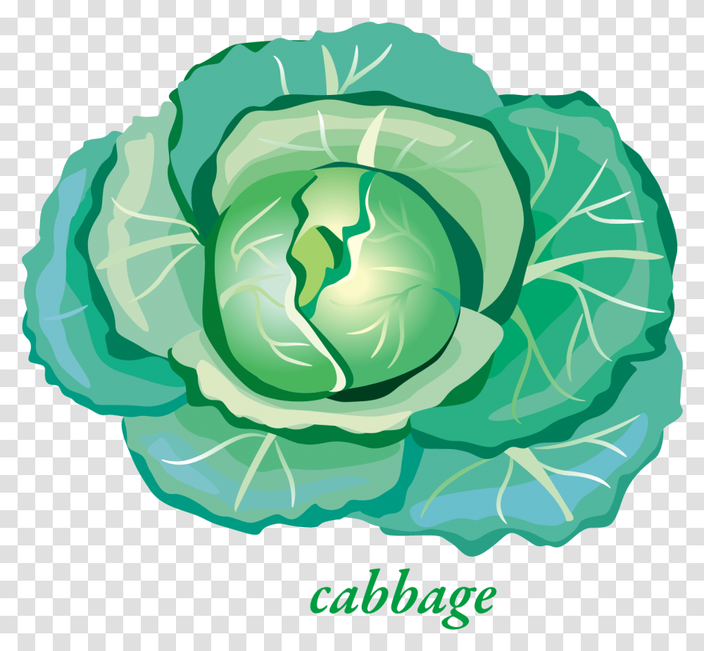 Free Cabbage Konfest, Plant, Vegetable, Food, Head Cabbage Transparent Png