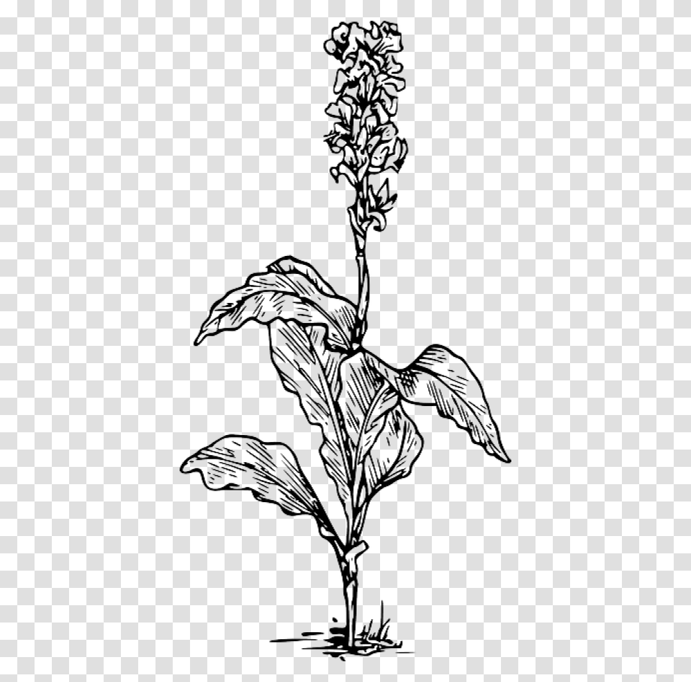 Free Canna Indica Flower Drawing Images Plant Black And White, Dragon, Sketch, Alien Transparent Png