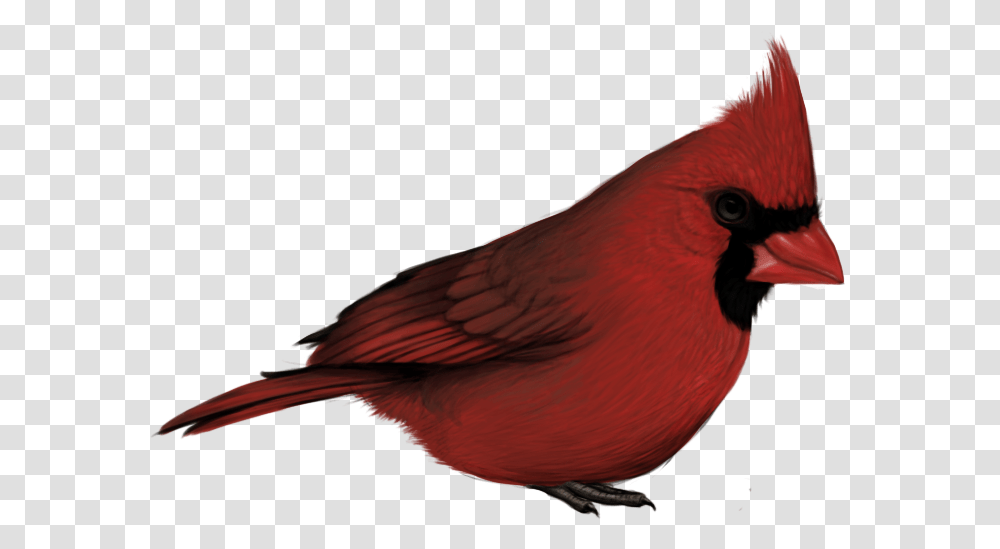 Free Cardinal Cardinal Bird With No Background, Animal Transparent Png