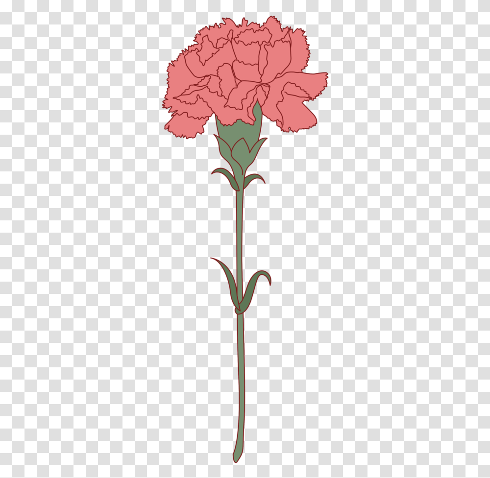 Free Carnation Flower With Pink Carnation Single Drawing, Plant, Blossom, Tree, Acanthaceae Transparent Png