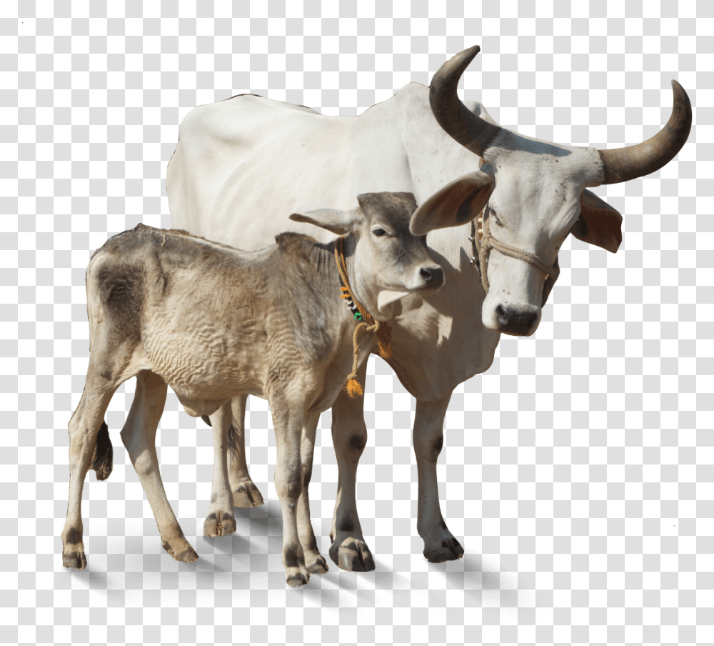 Free Cartoon Cow Clip Art Indian Cow, Cattle, Mammal, Animal, Bull Transparent Png
