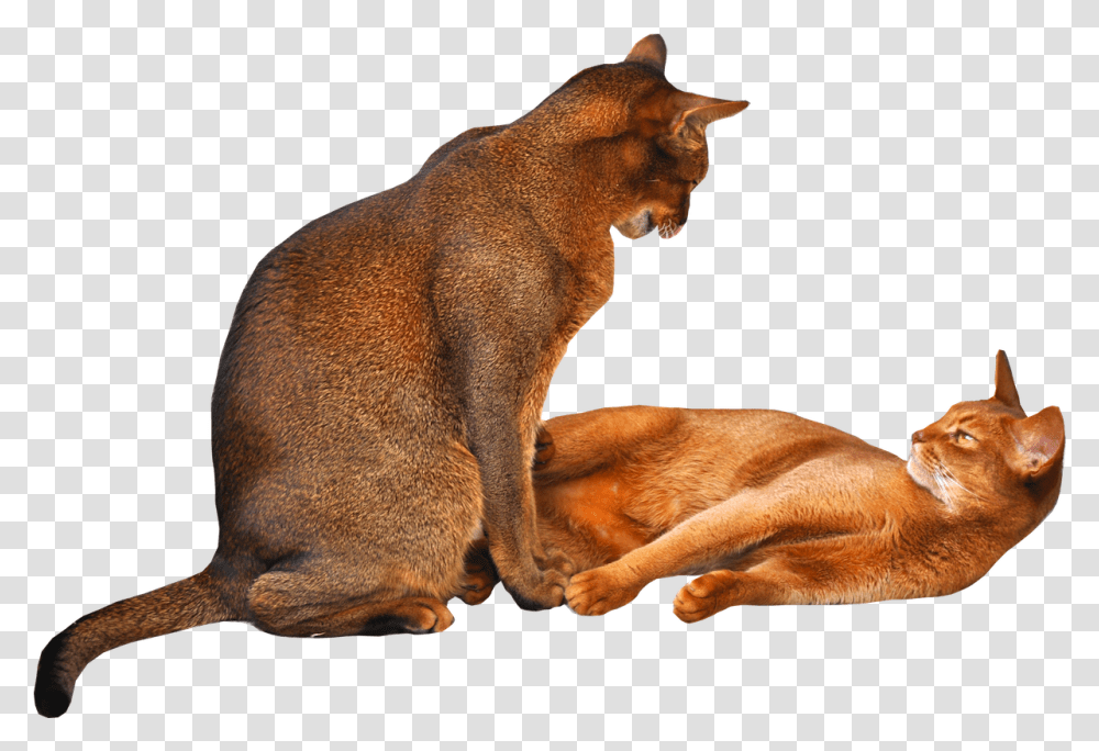 Free Cat 2 Cats Background, Abyssinian, Pet, Mammal, Animal Transparent Png