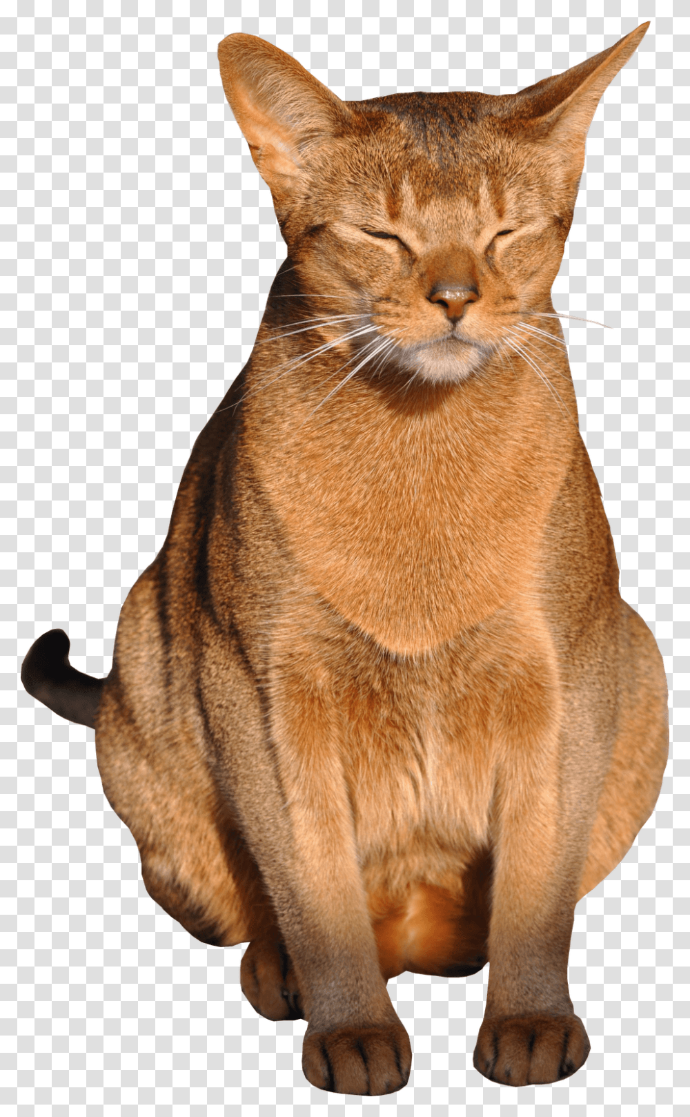 Free Cat Images, Abyssinian, Pet, Mammal, Animal Transparent Png