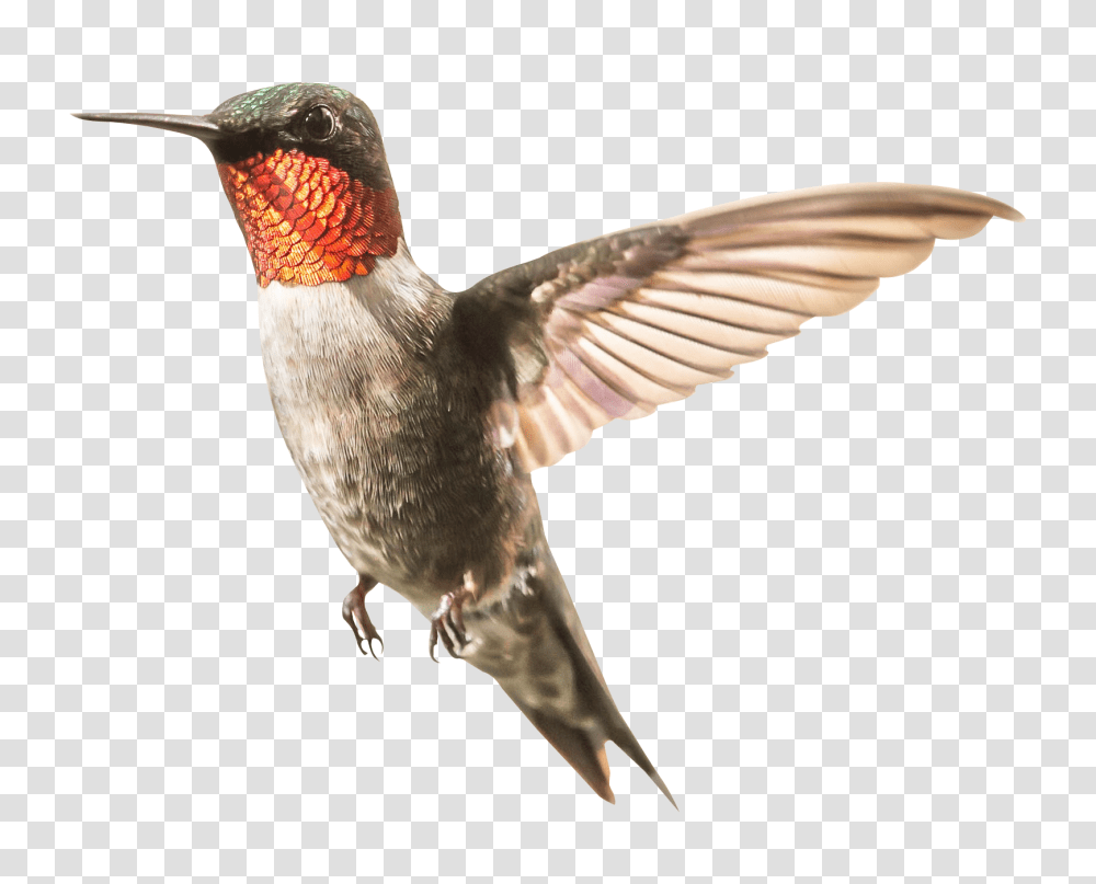 Free Cc0 Image Hummingbird, Animal, Bee Eater Transparent Png