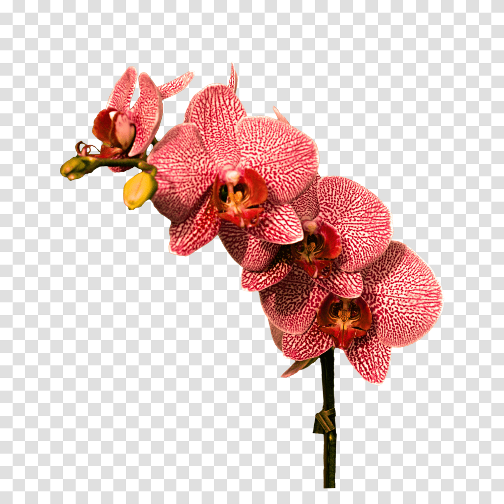 Free Cc0 Image Library Orchid, Plant, Flower, Blossom, Amaryllis Transparent Png