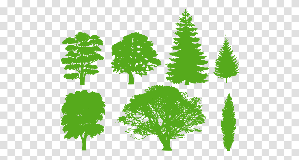 Free Cedar Tree Images Pine Tree Silhouette, Green, Plant, Leaf, Vase Transparent Png
