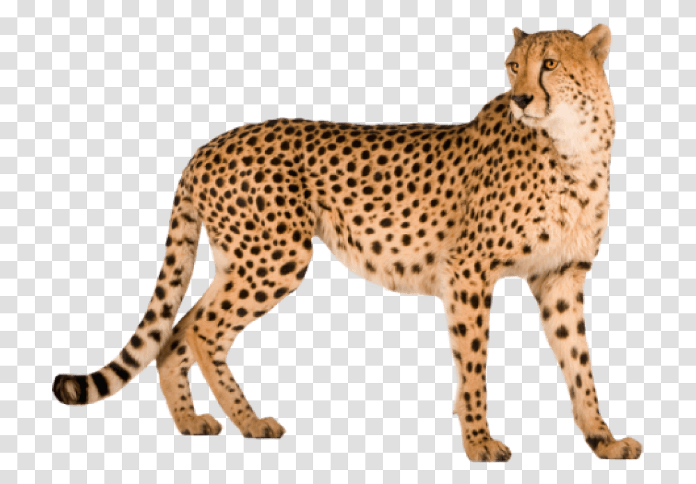 Free Cheetah Images Cheetah In White Background, Wildlife, Mammal, Animal, Panther Transparent Png