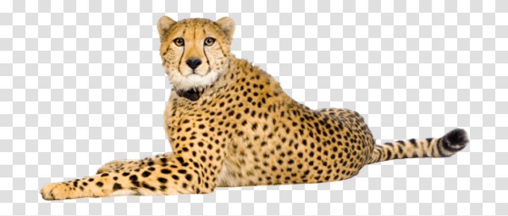 Free Cheetah Images Cheetah, Wildlife, Mammal, Animal, Panther Transparent Png