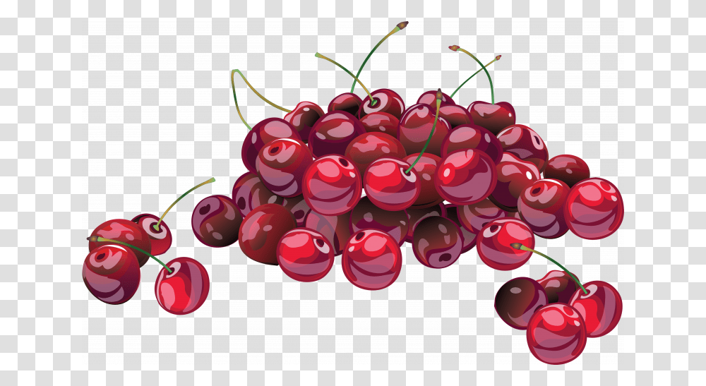 Free Cherries, Plant, Fruit, Food, Cherry Transparent Png