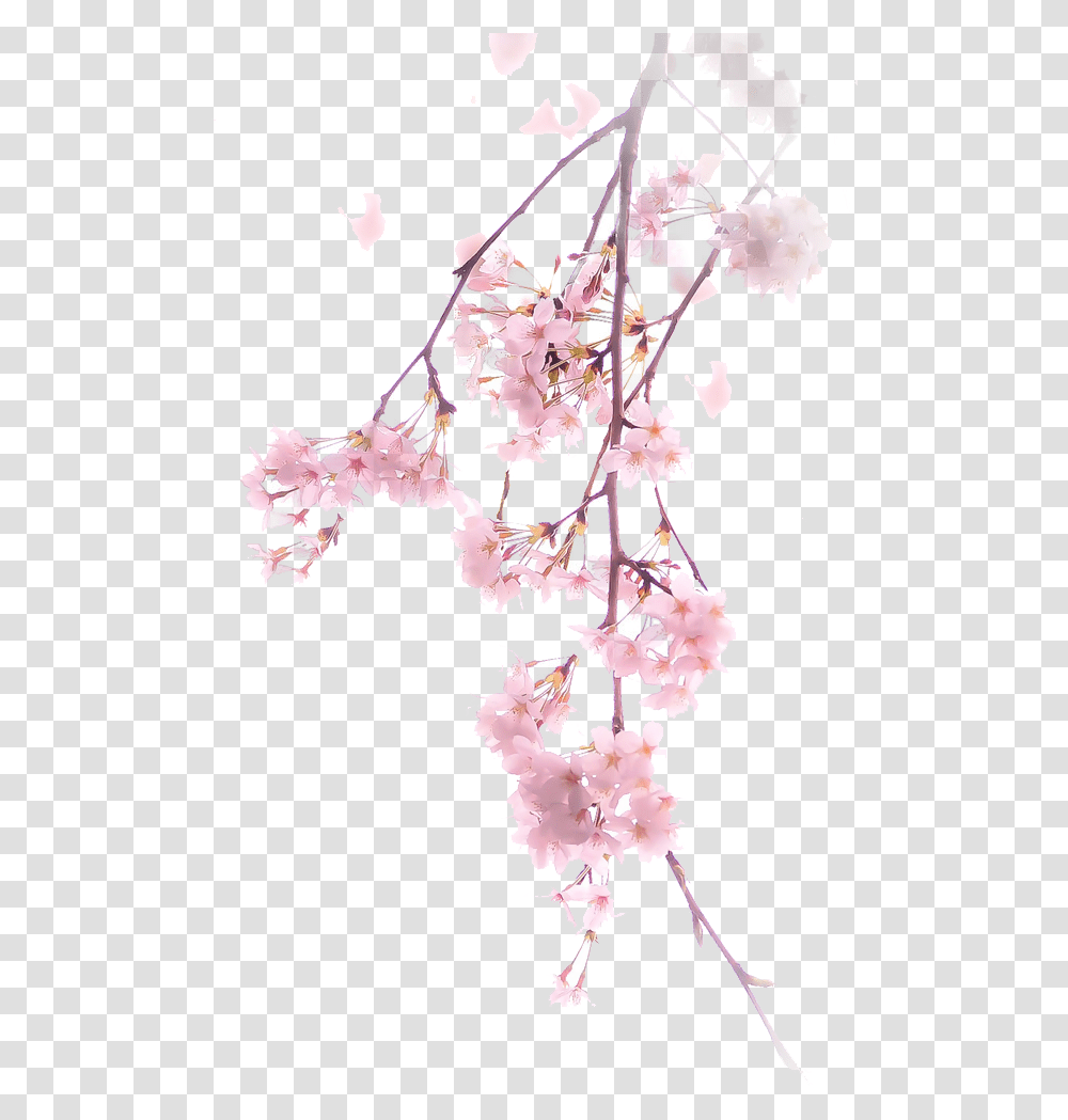 Free Cherry Blossom Clipart Cherry Blossom Cherry Blossom Flower Background, Plant, Pattern Transparent Png