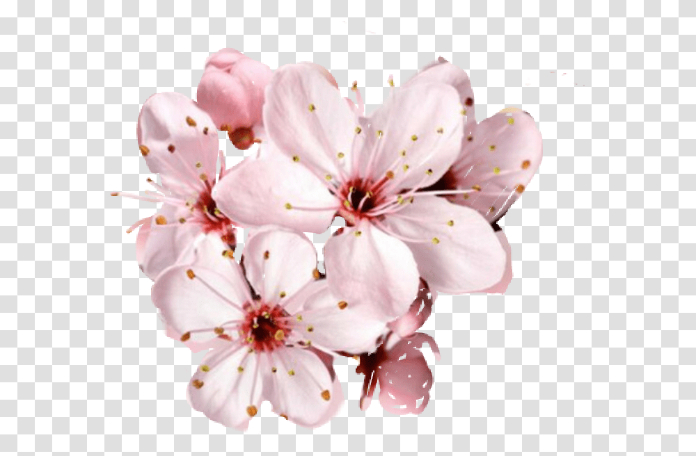 Free Cherry Blossom Flower Beautiful Happy Birthday Mom, Plant, Geranium, Fungus, Anther Transparent Png
