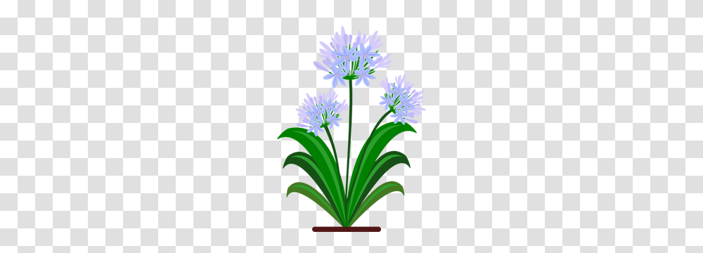 Free Cherry Blossom Vector Art, Plant, Flower, Iris, Flower Arrangement Transparent Png