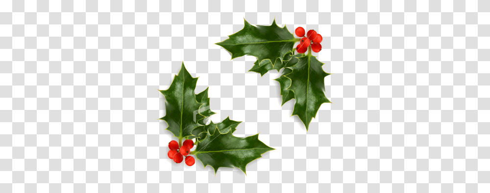 Free Christmas Holly Download Background Holly, Leaf, Plant, Tree, Maple Leaf Transparent Png