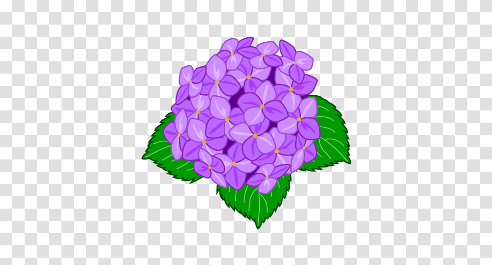 Free Clip Art Hydrangea Flowers Image Information, Purple, Plant, Blossom, Dahlia Transparent Png