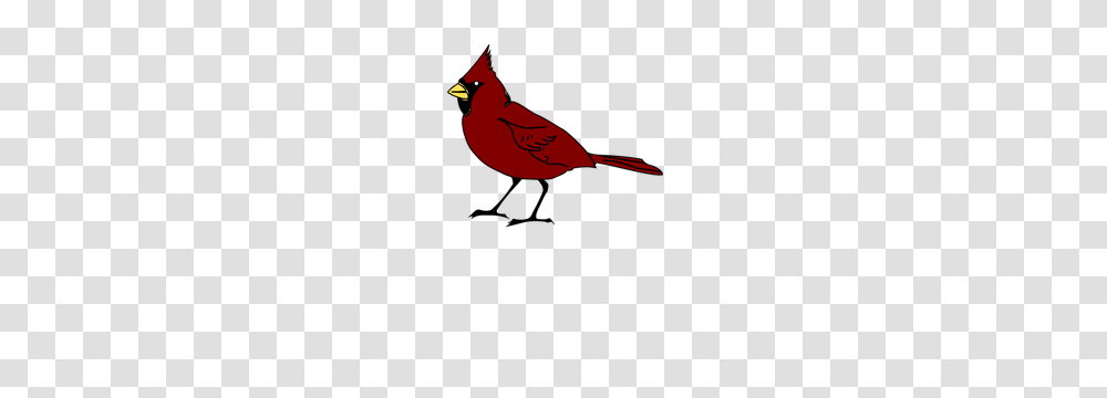 Free Clip Art Line Drawing Bird, Cardinal, Animal Transparent Png