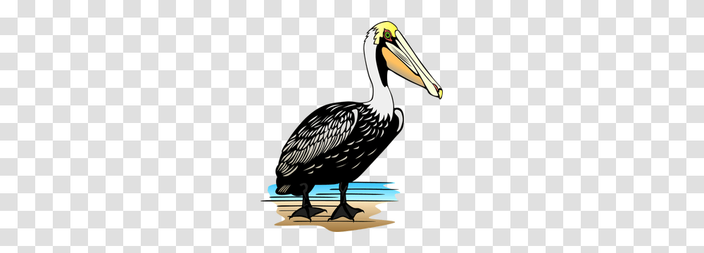 Free Clip Art Line Drawing Bird, Pelican, Animal, Beak Transparent Png