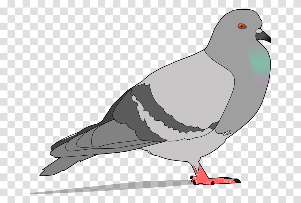 Free Clip Art Pigeon, Bird, Animal, Dove, Beak Transparent Png