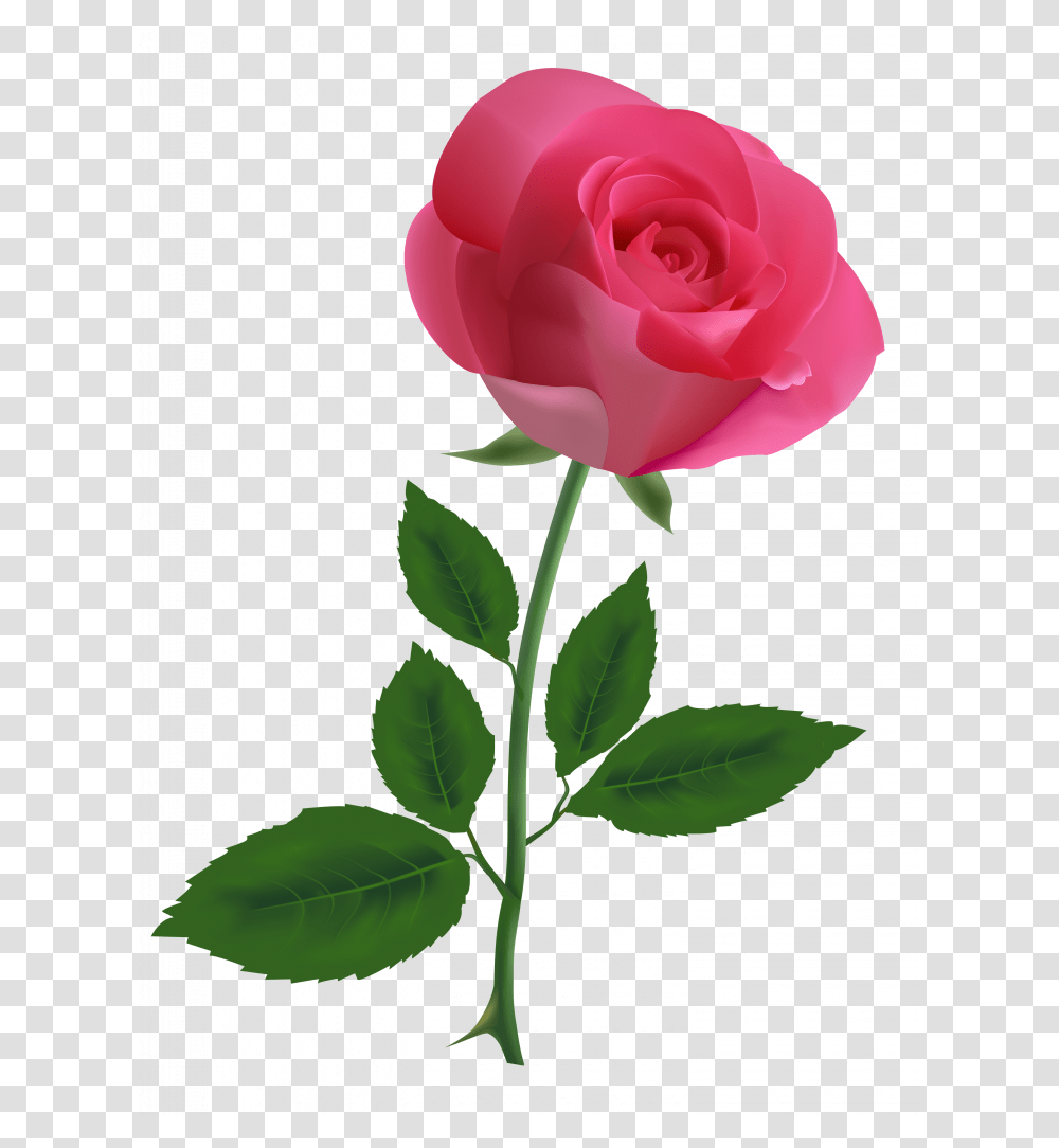 Free Clip Art Roses Pink Rose Clipart, Flower, Plant, Blossom, Petal Transparent Png