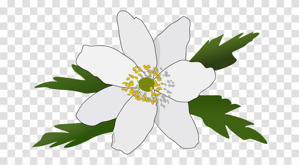 Free Clipart Anemone Nemorosa Pesasa, Plant, Flower, Blossom, Pollen Transparent Png