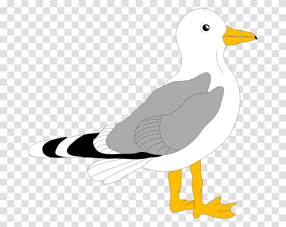 Free Clipart Architetto, Bird, Animal, Beak, Seagull Transparent Png